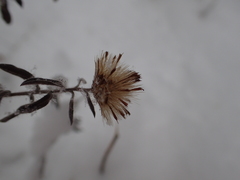 Brickellia oblongifolia