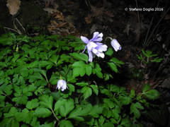 Anemonoides apennina