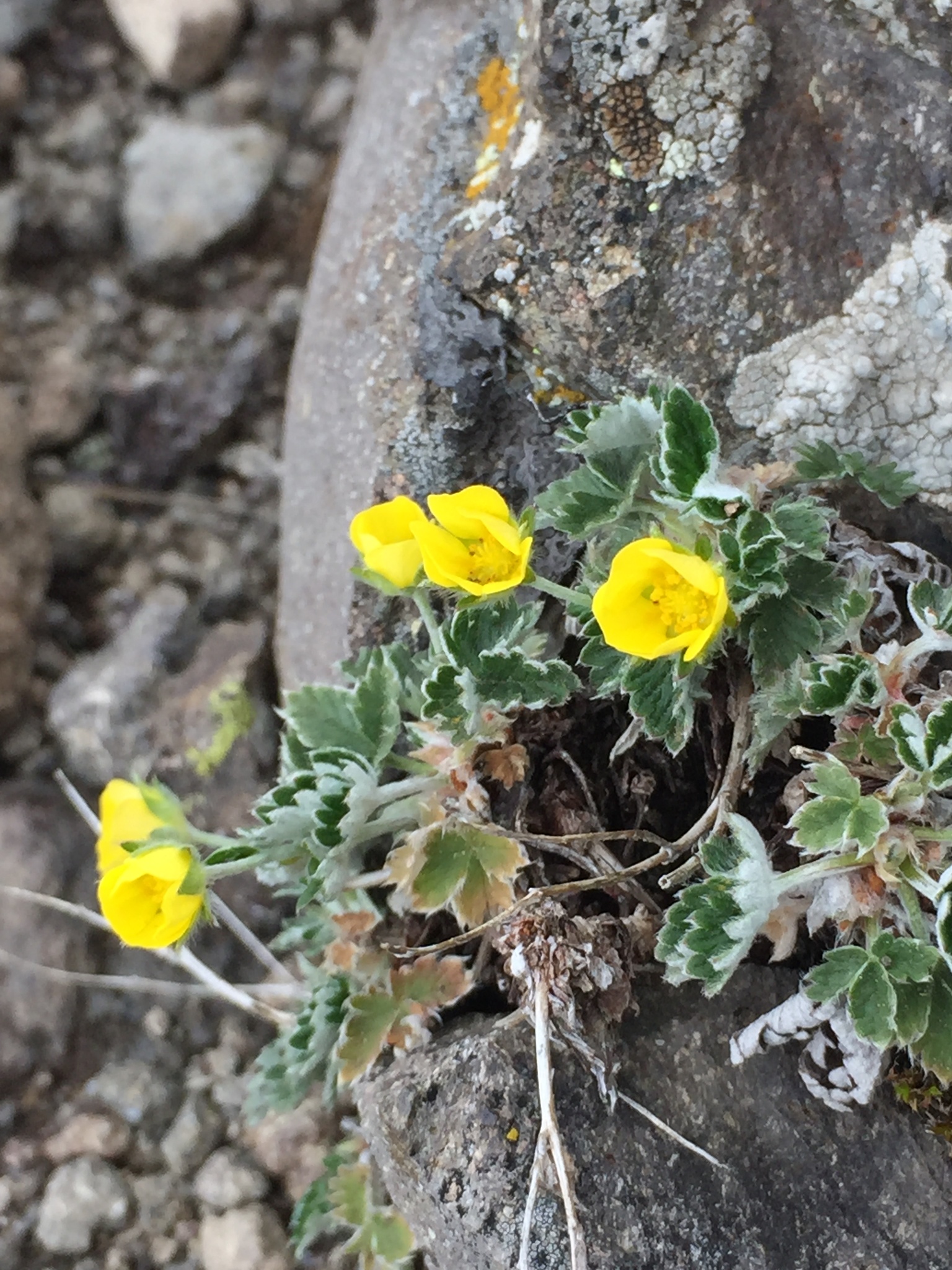 Potentilla nivea
