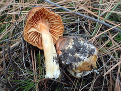 Hygrophorus hypothejus