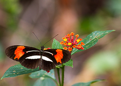 Heliconius erato phyllis
