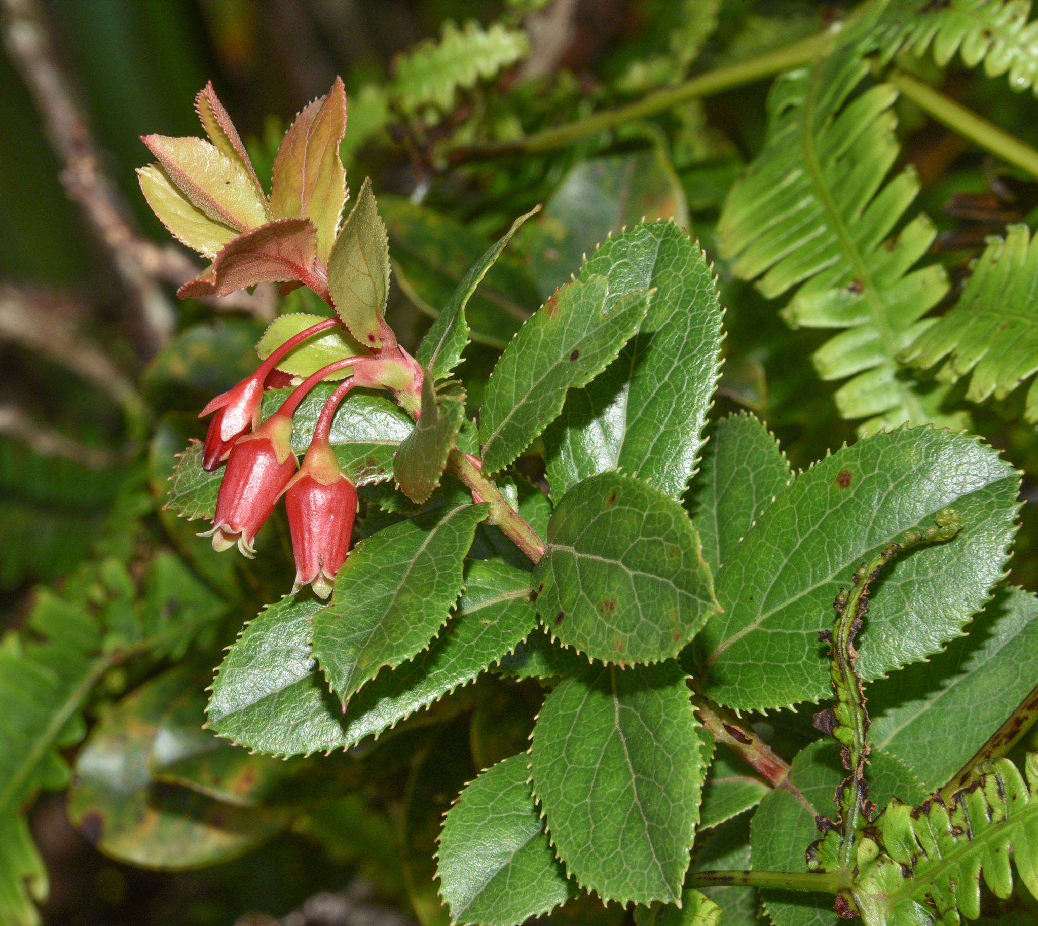 Vaccinium dentatum