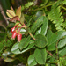 Stiff-leaf 'Ohelo - Photo (c) Don Loarie, some rights reserved (CC BY), uploaded by Don Loarie