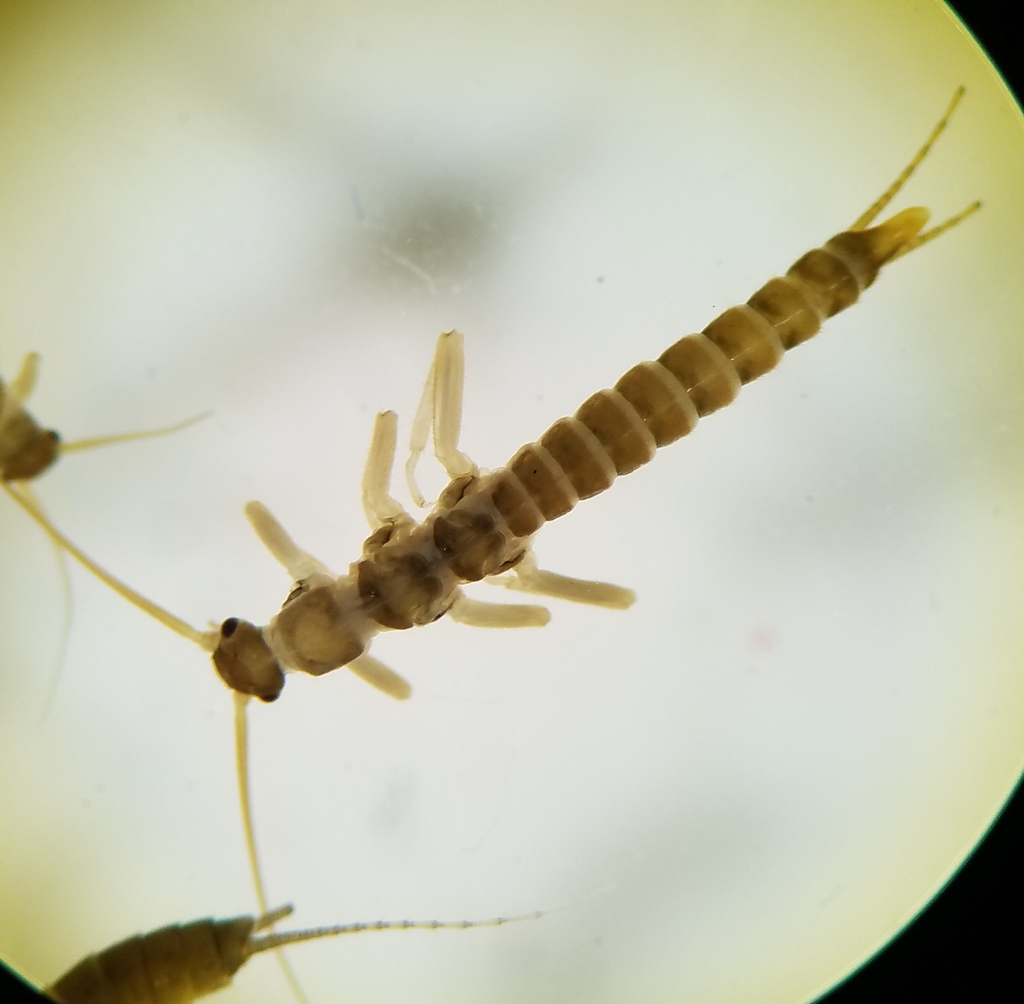 Shortwing Snowfly