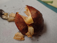 Hygrophorus hypothejus