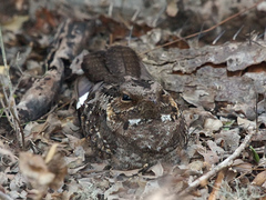 Madagascar Nightjar photo 2