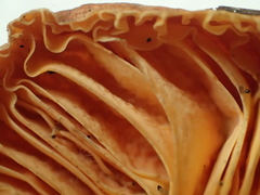 Hygrophorus hypothejus