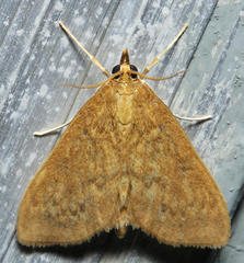 Framinghamia helvalis
