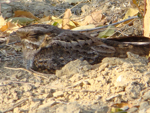 Madagascar Nightjar