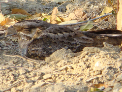 Madagascar Nightjar photo 3
