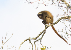 Callicebus nigrifrons