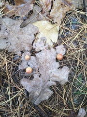 Atrusca quercuscentricola