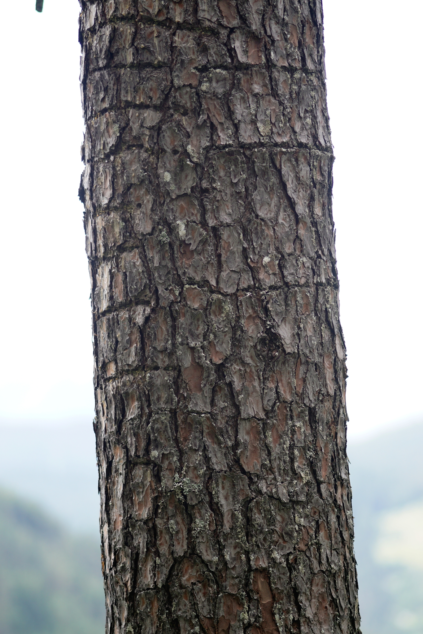Eurasian Three-toed Woodpecker