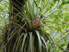 (c) Neptalí Ramírez Marcial, some rights reserved (CC BY) Tillandsia carlsoniae, photograph (c) Neptalí Ramírez Marcial, some rights reserved (CC BY)
