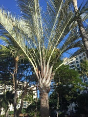 Dypsis decaryi