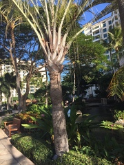 Dypsis decaryi