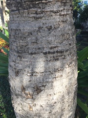 Dypsis decaryi