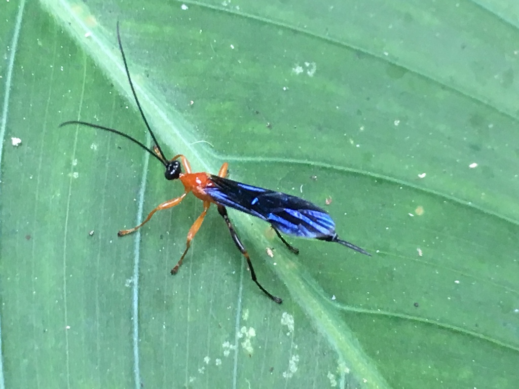 Hymenoepimecis