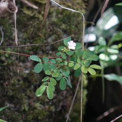 Biophytum aeschynomenifolia