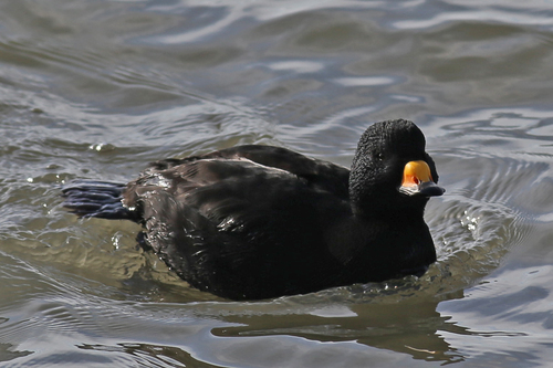 Black Scoter
