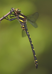 Cordulegaster maculata