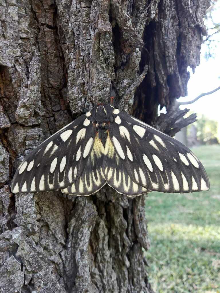 Citheronia vogleri