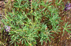 Lupinus microcarpus microcarpus