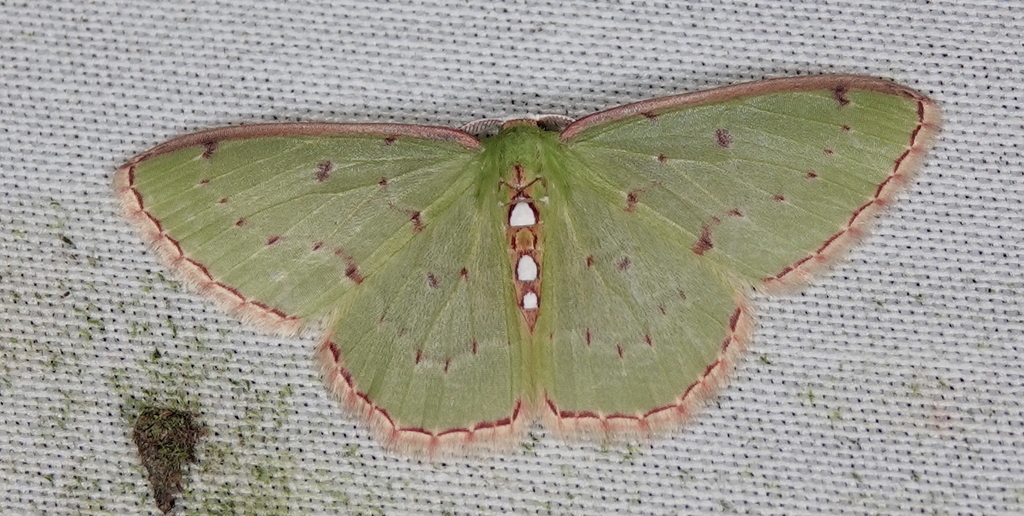 Lissochlora albociliaria