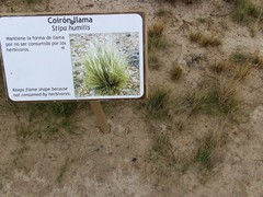Pappostipa humilis