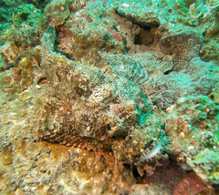 Scorpaenopsis oxycephalus
