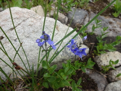 Veronica cusickii