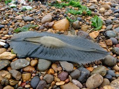 Callorhinchus callorynchus