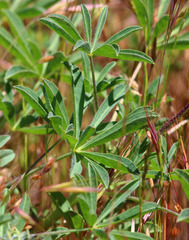 Lupinus microcarpus microcarpus