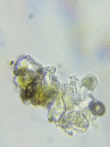 Patellaria atrata image