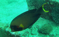 Acanthurus pyroferus