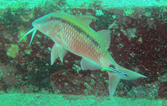 Parupeneus barberinus