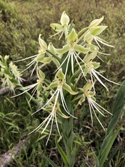 Habenaria melvillei