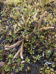 Phlegmariurus crassus