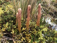 Phlegmariurus crassus