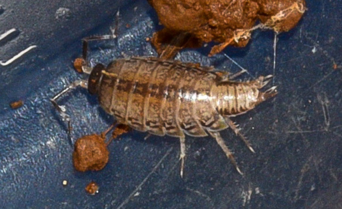 Burmoniscus mauritiensis