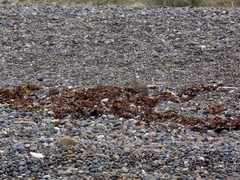 Upucerthia dumetaria