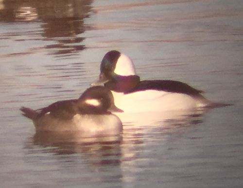 Bufflehead photographed in Colorado