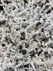 Stereocaulon saxatile