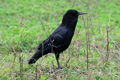 Corvus capensis