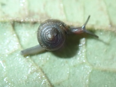 Habroconus