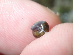 Habroconus