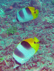 Chaetodon ulietensis