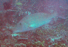 Lethrinus olivaceus