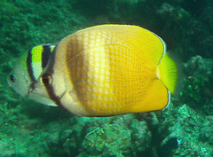 Chaetodon kleinii
