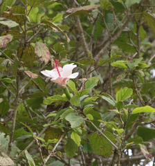 Hibiscus waimeae